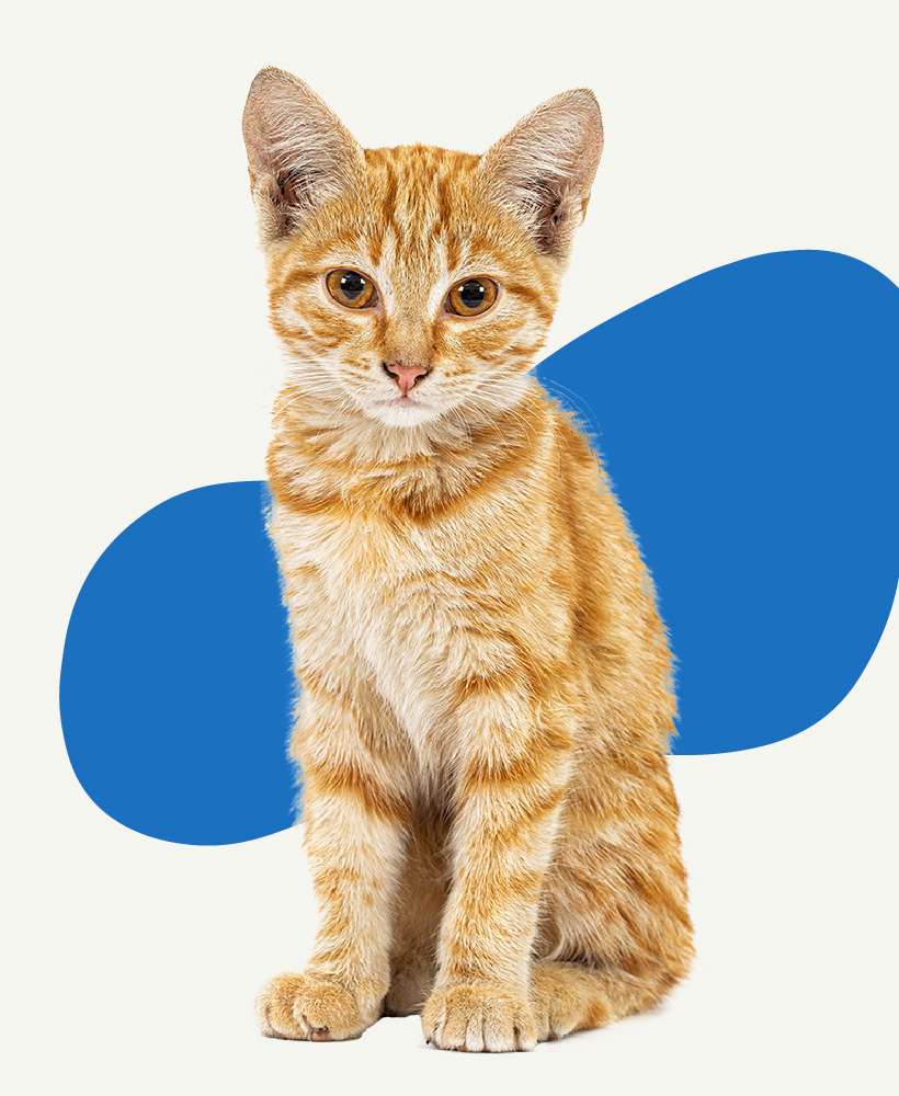 fluffy brown cat looking at the camera