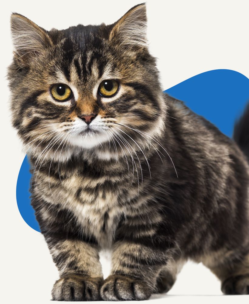 beautiful striped furry kitten