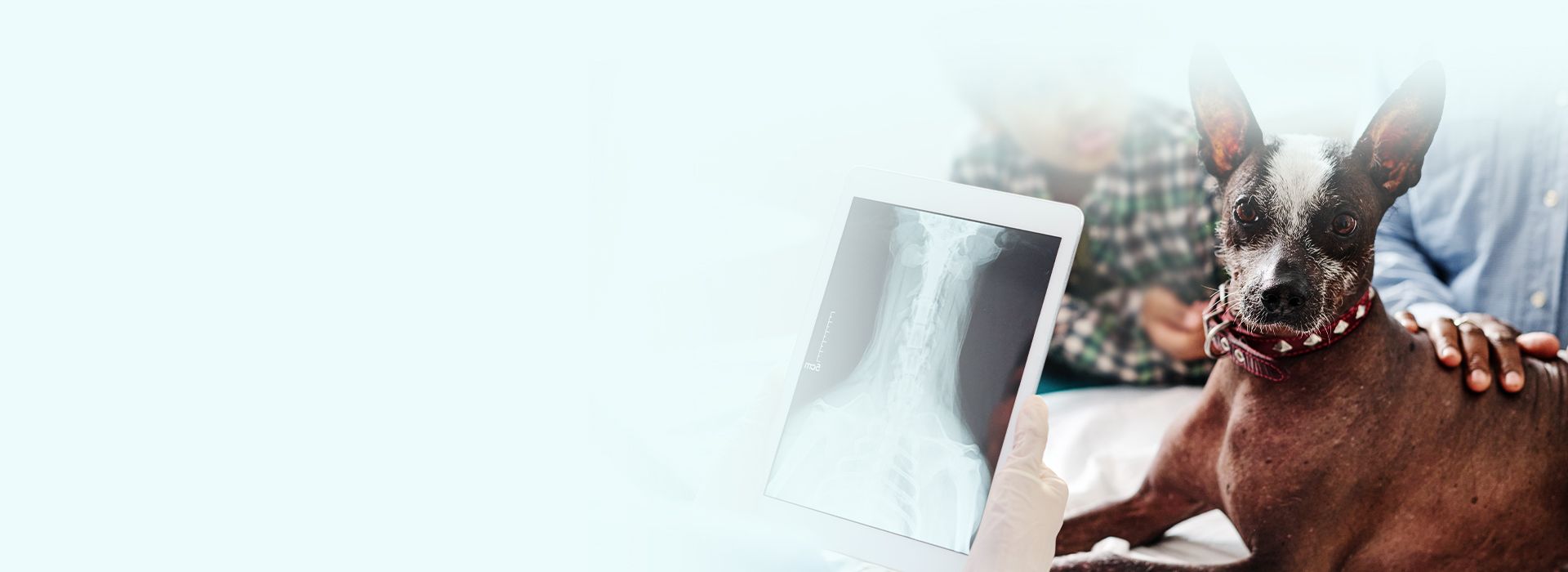 vet showing Digital Radiograph to dog's owner