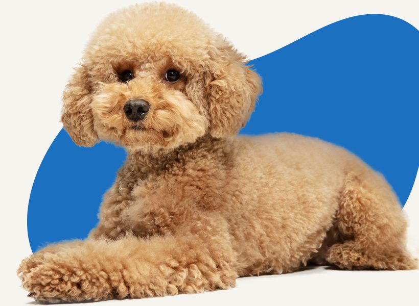 poodle dog lying down