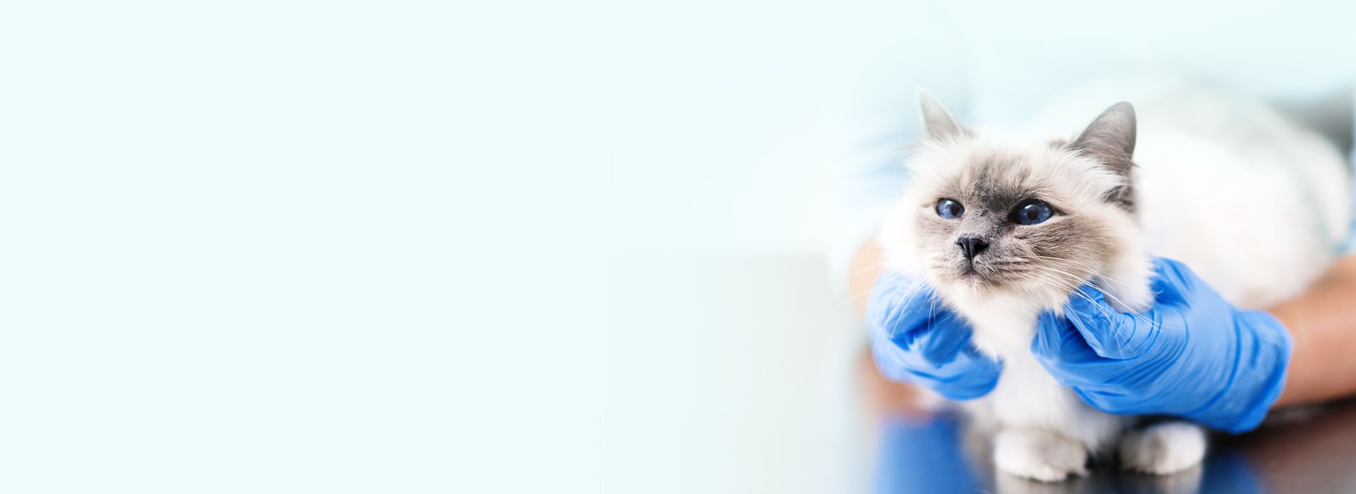 vet holding a cute cat