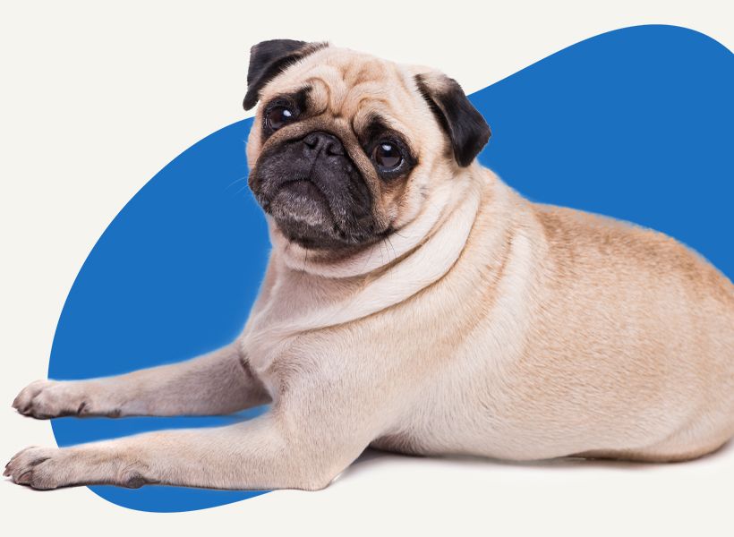 pug dog lying down