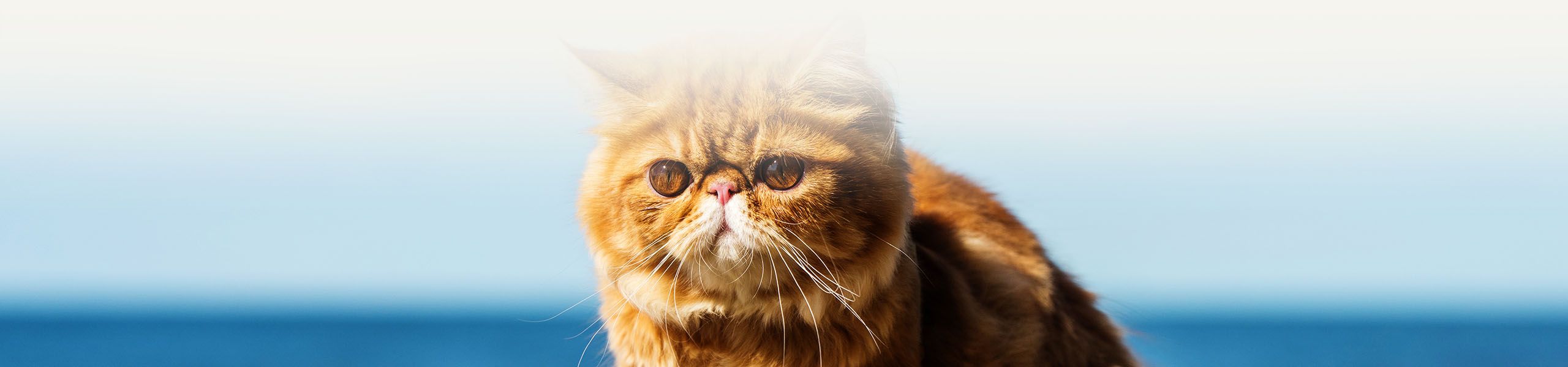 red persian cat is sitting beach sea