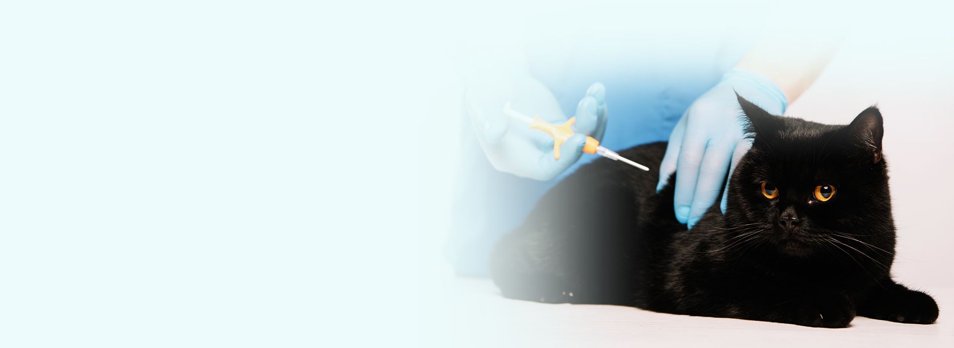 vet microchipping black cat