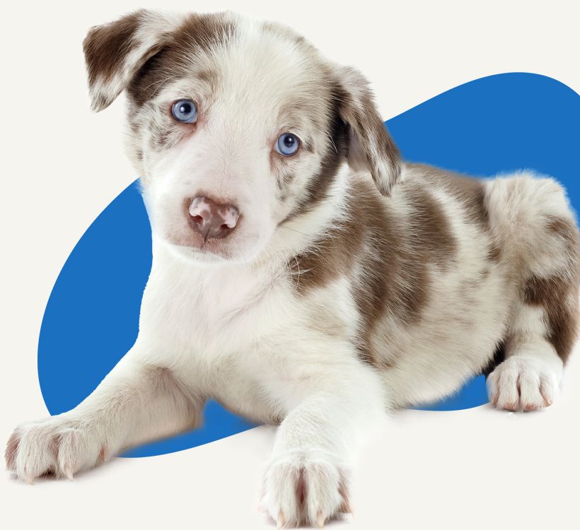 border collie puppy sitting