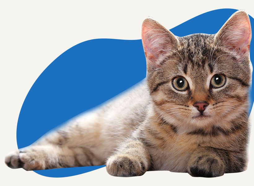 adorable striped cat resting