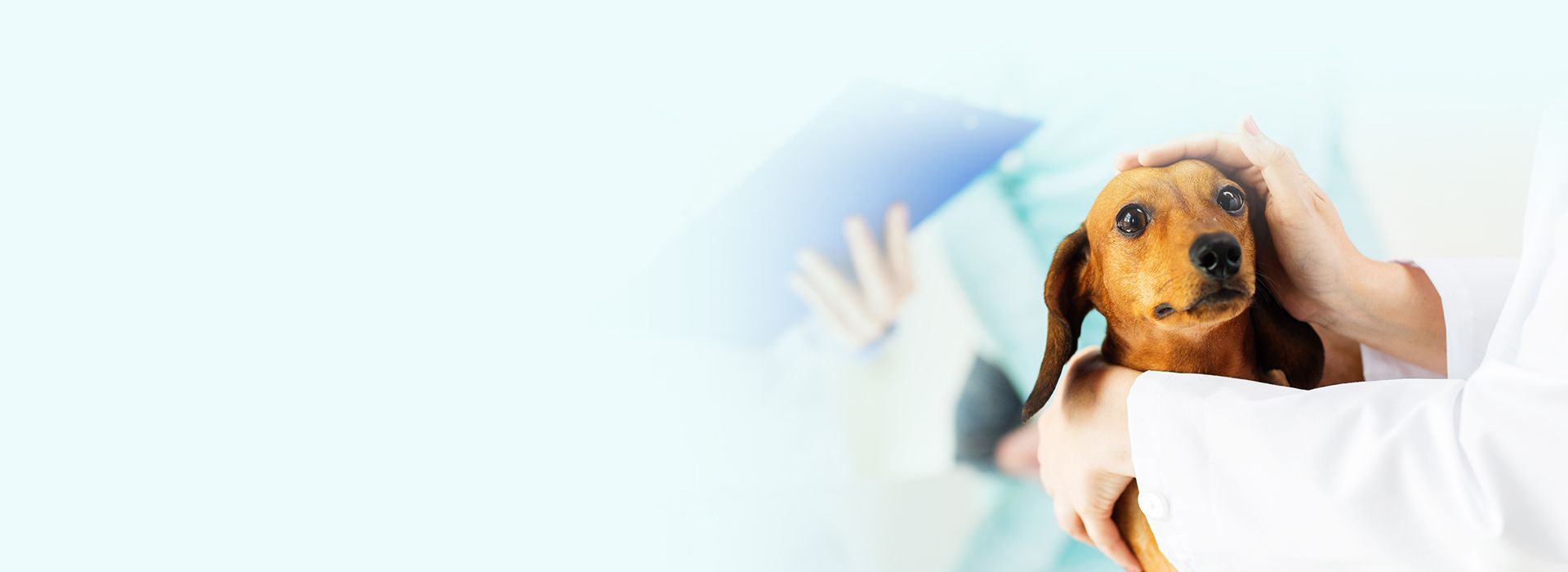 dachshund being checked by a veterinarian