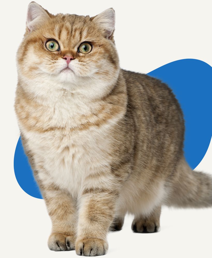 fluffy brown cat looking at the camera