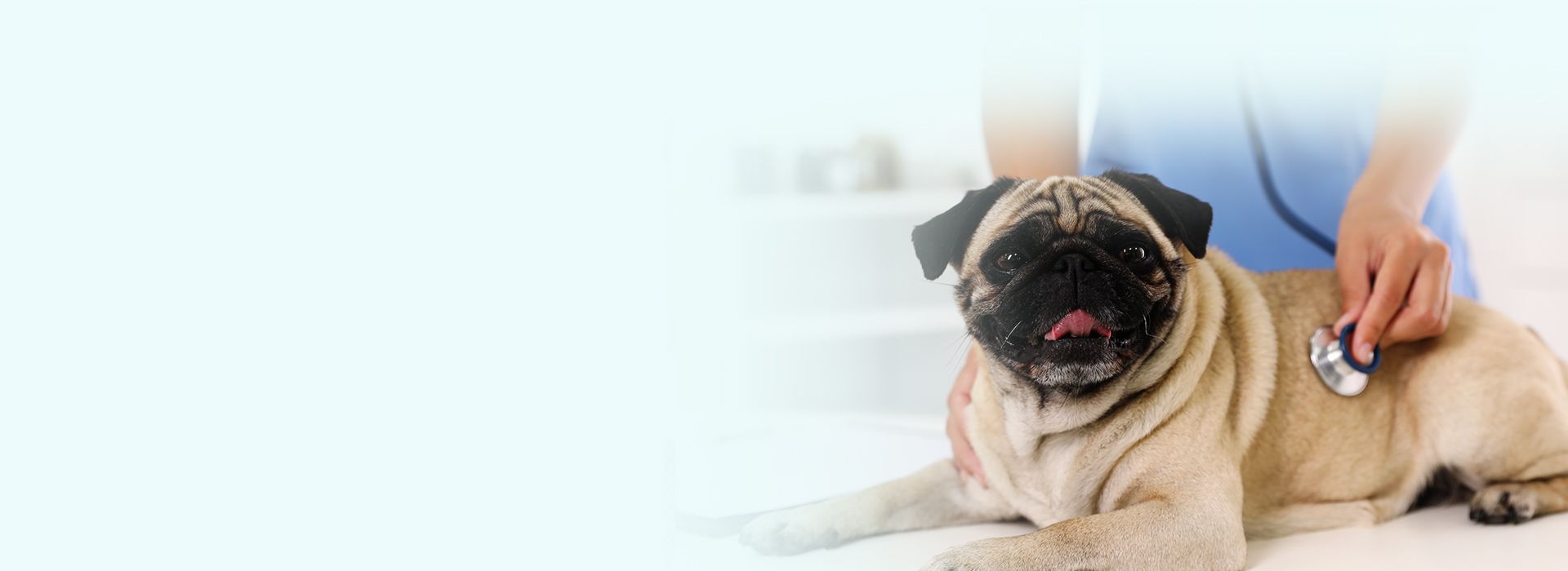 vet checking pug dog with a stethoscope